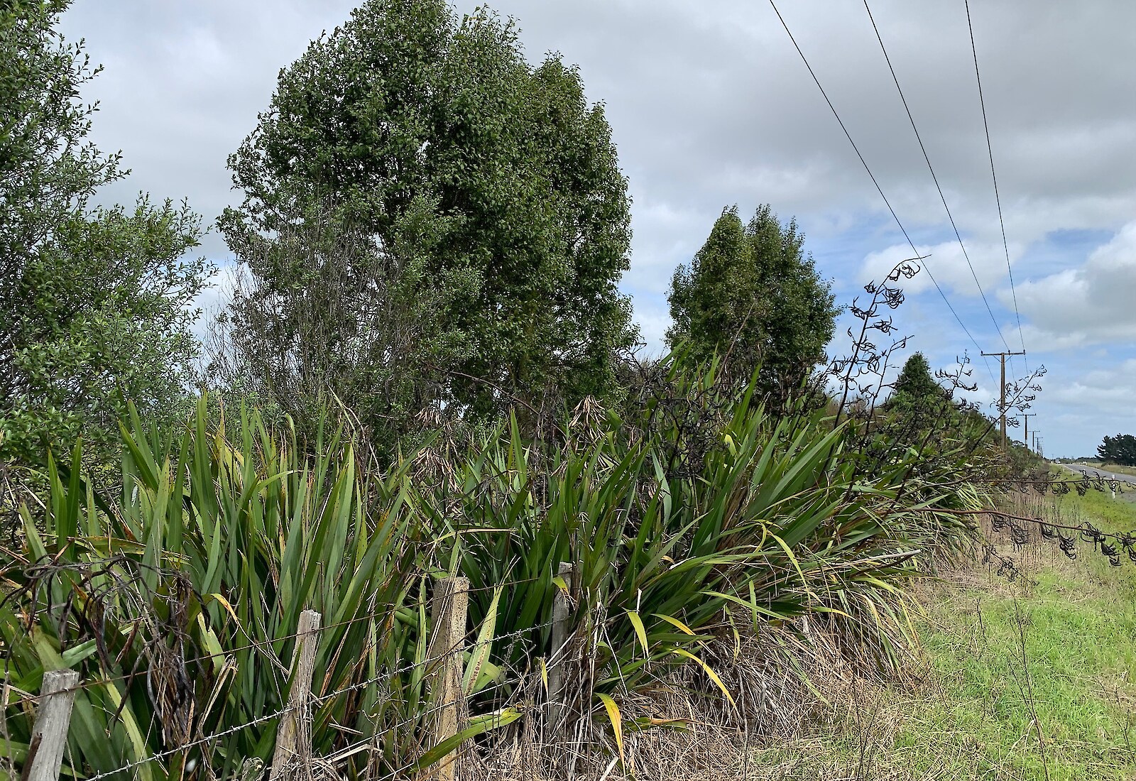 A multi-species shelterbelt of native shrubs and trees adding indigenous biodiversity to intensively farmed landscapes.