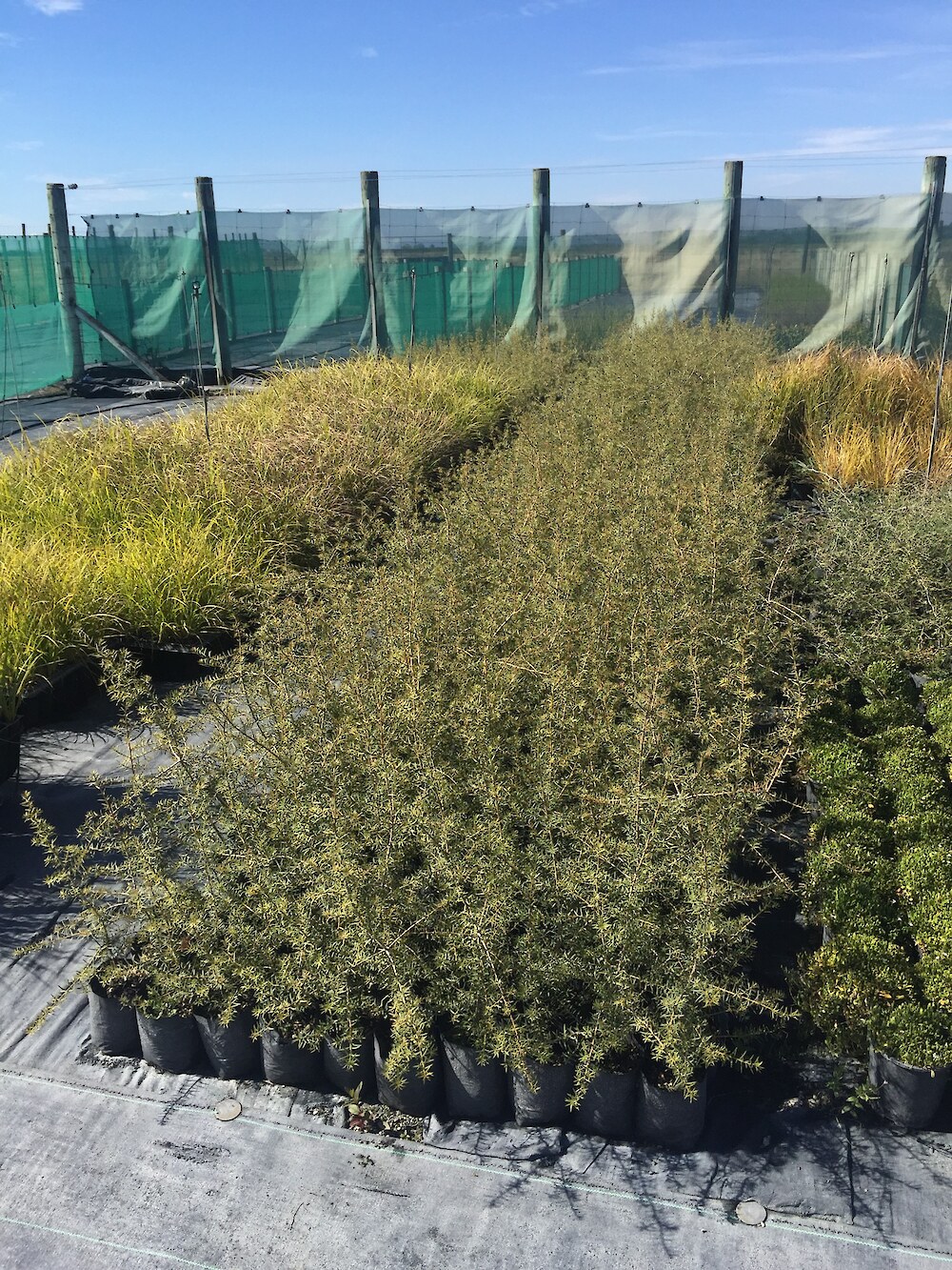 Totara is most often raised from seed as it easily collected from female trees either by hand from lower branches or as fallen seed below seeding crowns by hand or sheets laid beneath during seedfall. Like a number of native trees and shrubs, totara can be raised from cuttings, but this requires specialised nursery skills and equipment such as misting and bottom heat.