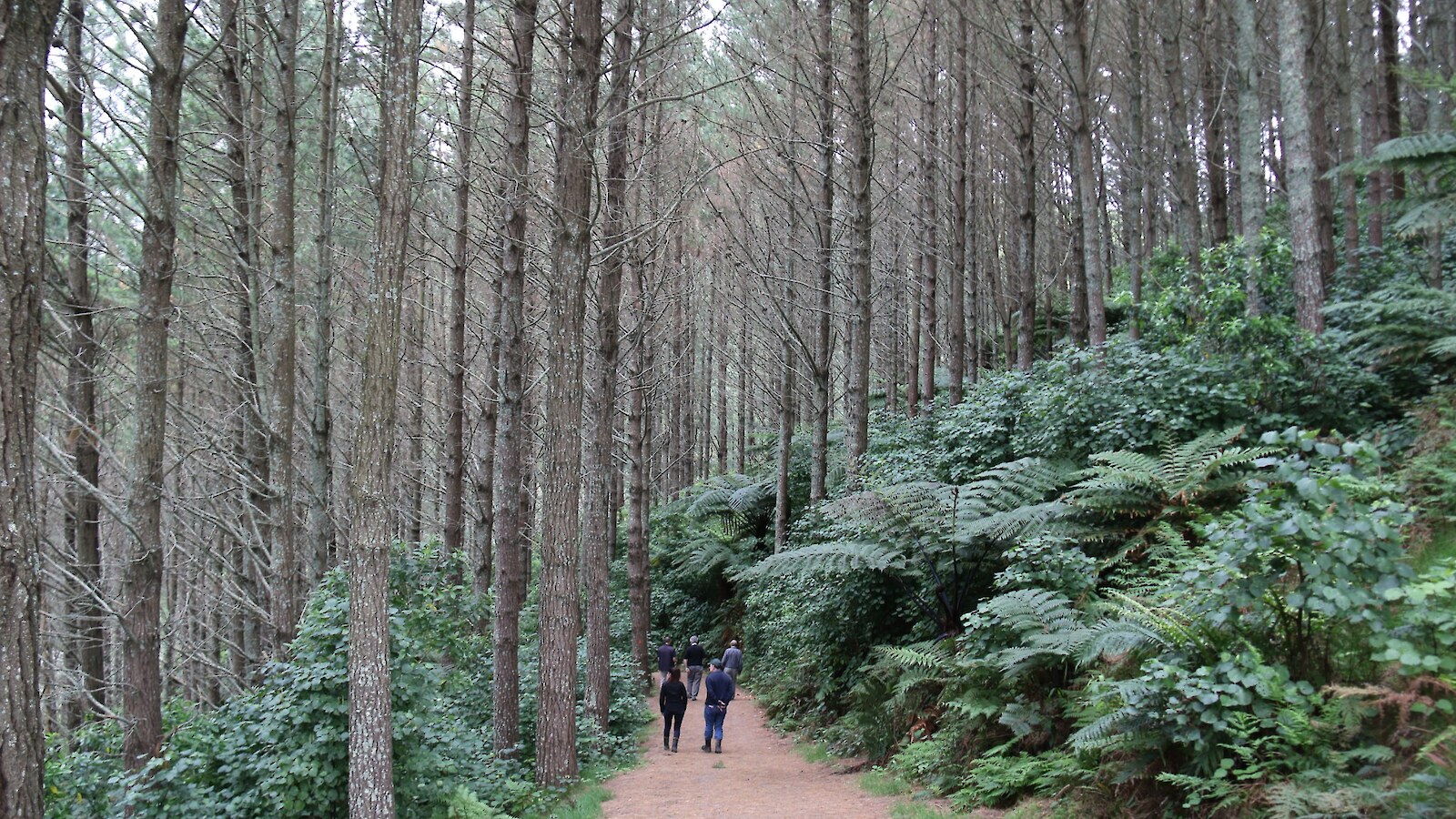 A dense understorey of native species that can occur within a mature productive pine forest can give a false impression that a native forest will automatically replace the pines once they are logged.