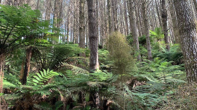 Transitioning pine plantations to native forest