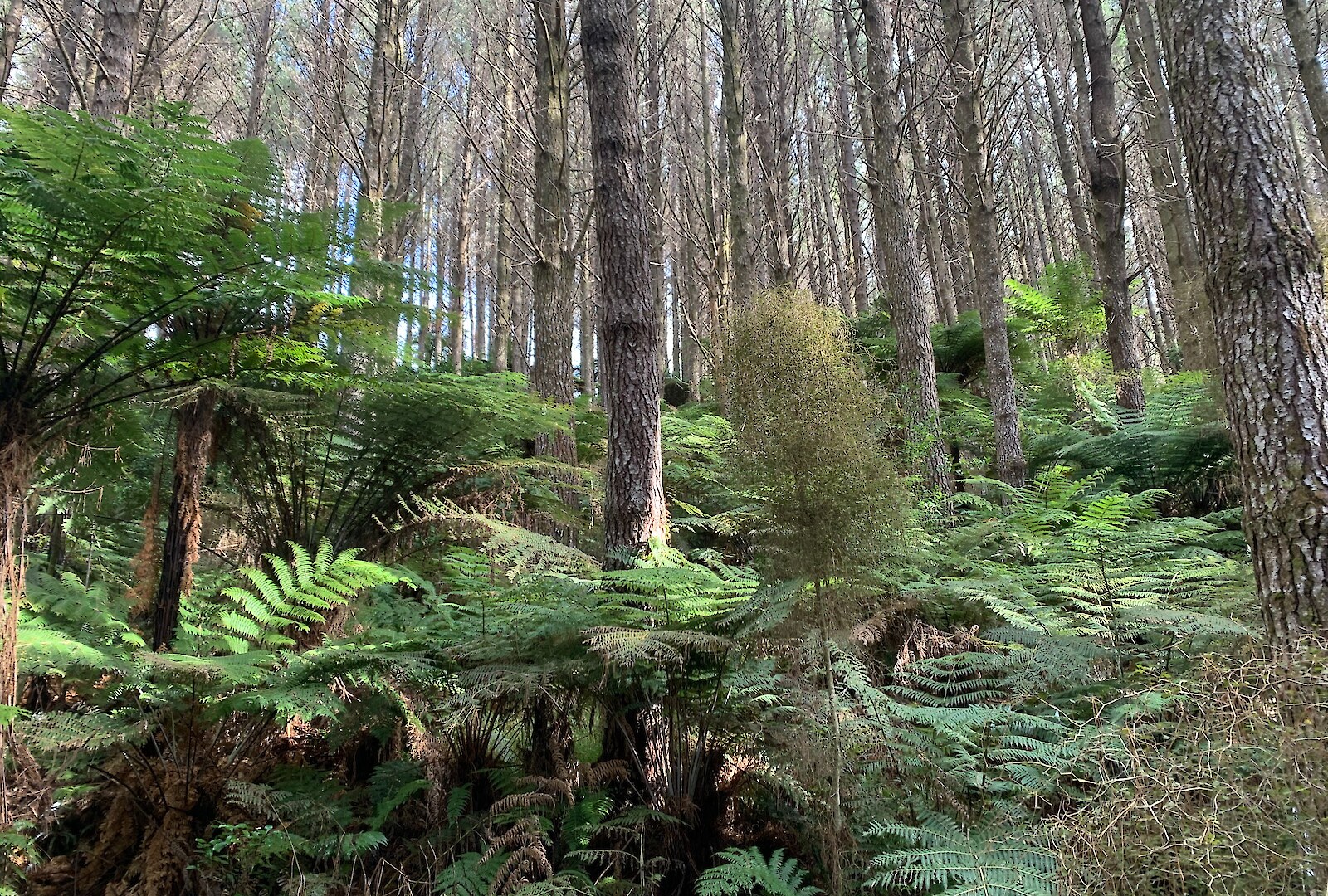 Dense native understorey within a mature radiata pine plantation, Tairāwhiti/East Coast, North Island. The understorey is dominated by tree ferns and shade-tolerant native broadleaved shrub and subcanopy species.