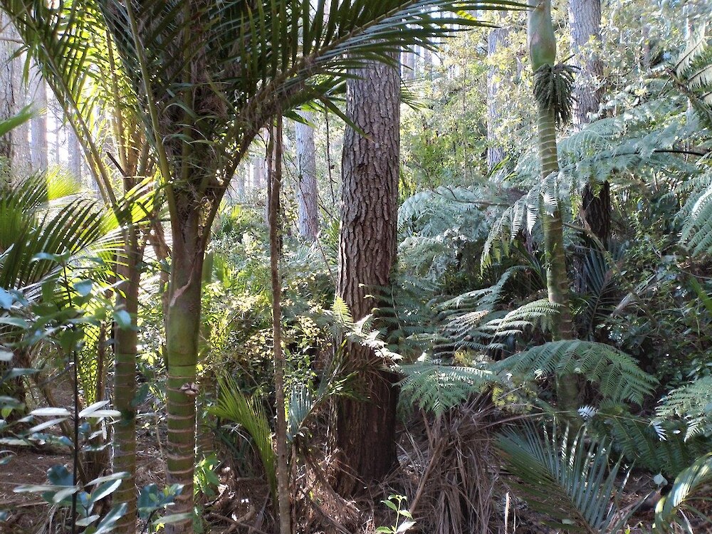 Dense native understorey beneath mature radiata pine, illustrating how native regeneration can provide a foundation for native forest succession.