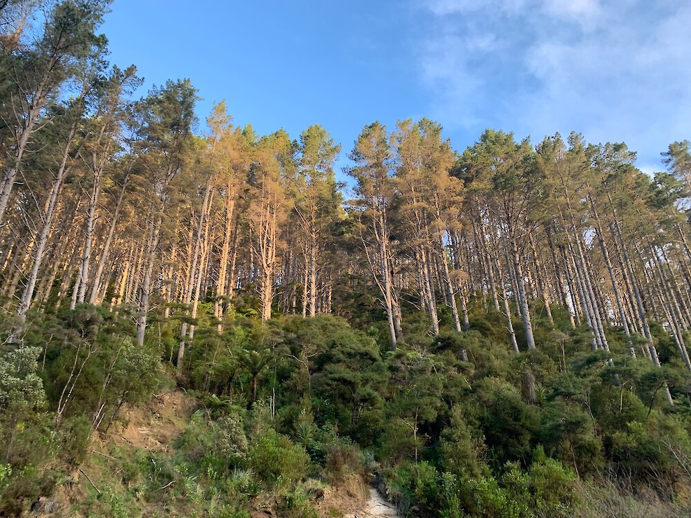 Vigorous native understorey developing beneath mature radiata pine, illustrating the potential for pine stands to support gradual transition toward native forest.