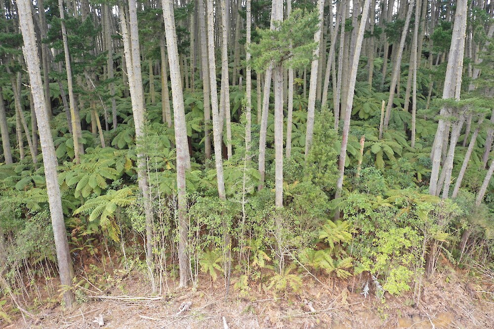 Dense understorey growth comprising mostly tree fern and broadleaved shrub and subcanopy species within a mature pine plantation, Central North Island.