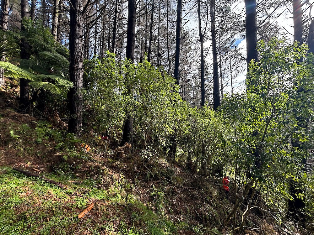 Significant animal browsing of native understorey vegetation from ground level to about 2 m height within a mature 30+ year-old radiata pine plantation, Tolaga Bay, Tairāwhiti. The understorey is dominated by shade-tolerant native broadleaved shrub and subcanopy species, with few later-successional native canopy tree species present. Note the person in high-vis clothing on the right, standing within the relatively open, browsed lower understorey.