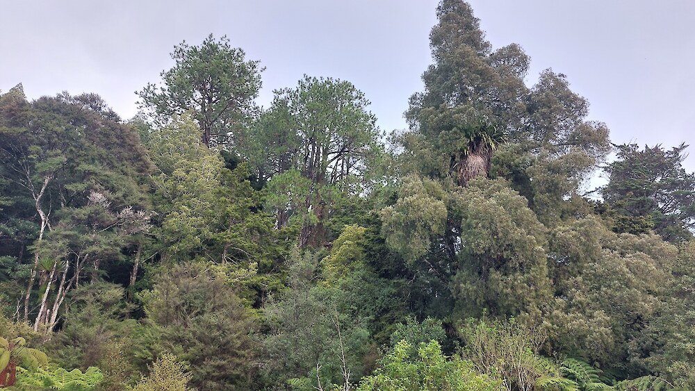 Mature mixed exotic–native forest in Northland. Established native remnants within and around plantation landscapes can provide seed sources that help accelerate native regeneration beneath pine canopies.