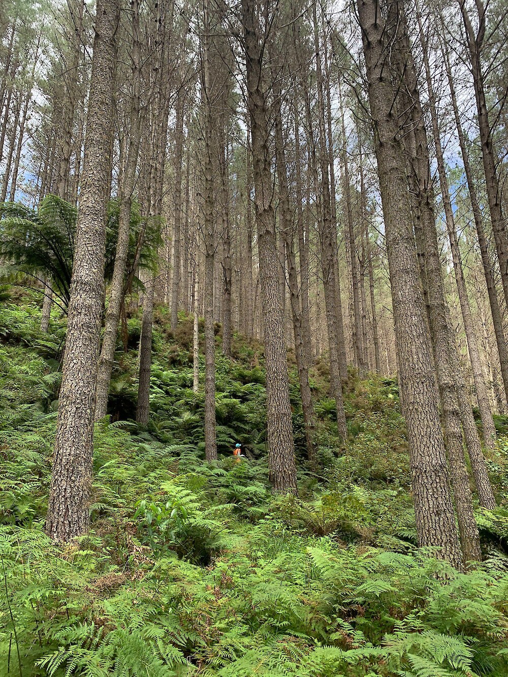 Field measurement plot within a mature radiata pine stand, Tairāwhiti. The regional survey sampled pine stands aged 21–63 years, where understoreys were overwhelmingly native but contributed only about 1.3% of total forest carbon. The person in high-vis clothing indicates scale, highlighting the large pine canopy above the native-dominated understorey.