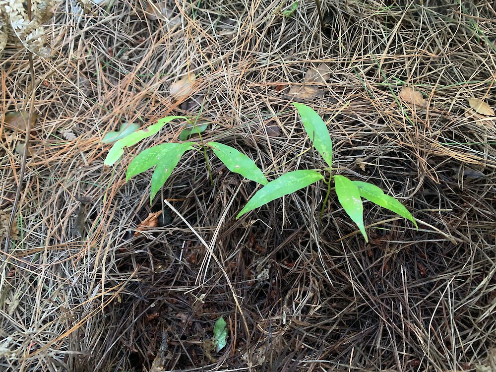 Tawa seedlings regenerating naturally through the duff layer of pine needles within a mature pine plantation, Tairāwhiti.