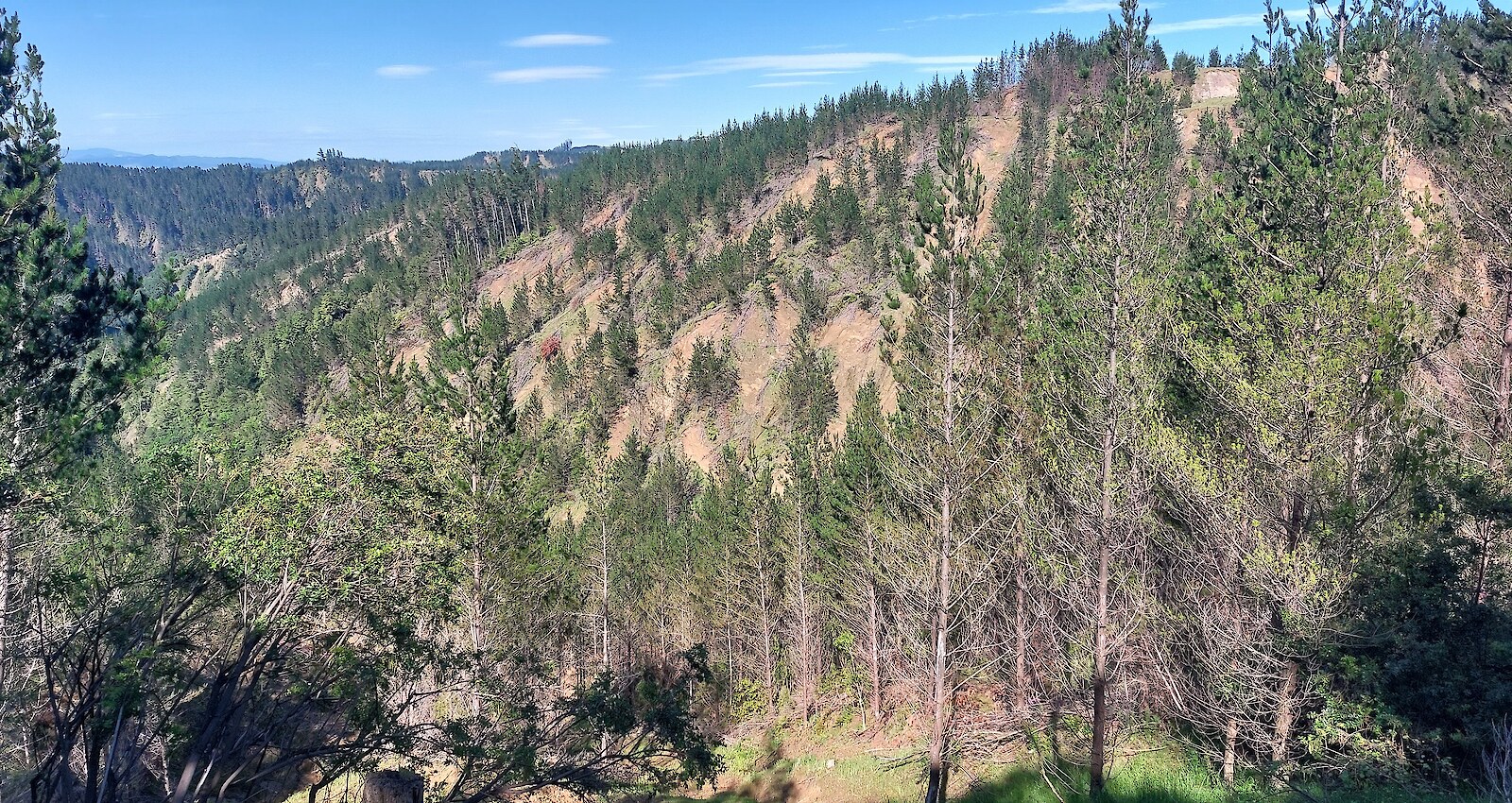Steep, erosion-prone hill country in radiata pine, highlighting the risks of conventional clear-fell harvesting and the need for site-specific, adaptive transition management.
