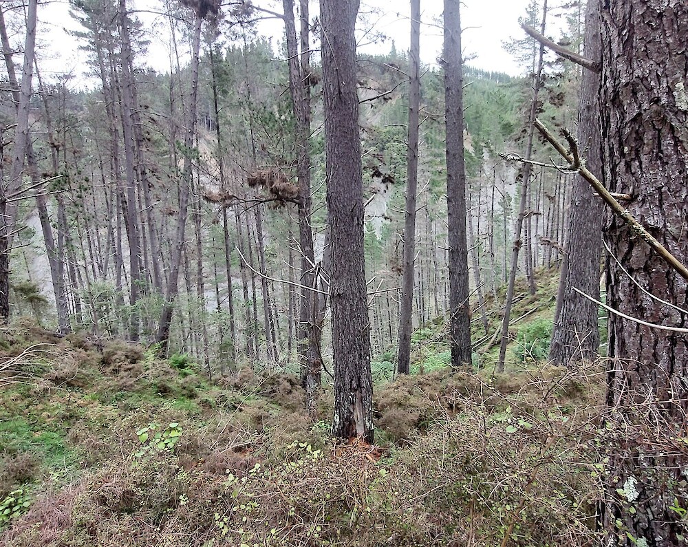 A heavily browsed site where deer have reduced the understorey within this mature pine plantation in the Tairāwhiti region to unpalatable small-leaved twiggy shrubs.