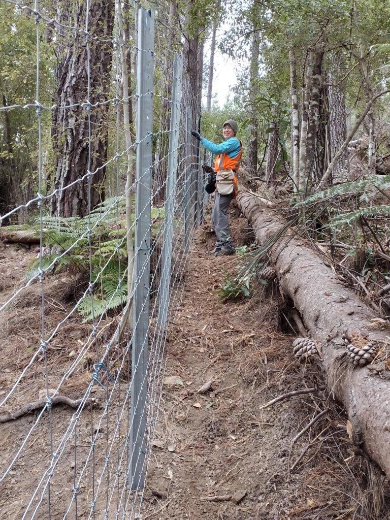 A 1.9m high ungulate exclusion netting fence constructed within the canopy control trials to compare browsing pressure on planted and naturally regenerating understorey, Maitai Forest, Nelson.