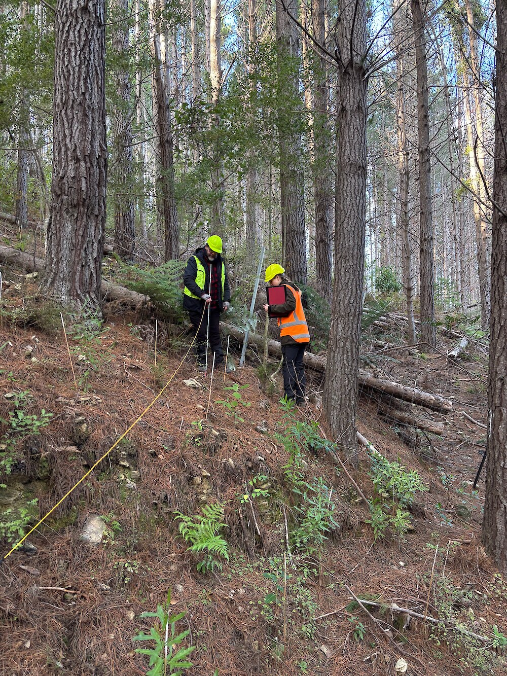 Field workers undertaking long-term monitoring of native regeneration, planted seedling performance and browsing impacts beneath radiata pine, comparing areas with and without canopy manipulation to assess the potential for transition toward native forest.