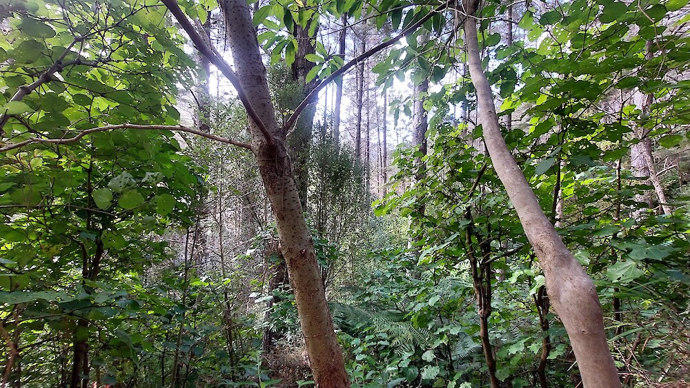 Native understorey developing beneath a mature pine canopy, where shelter and filtered light can support gradual regeneration. Light levels will increase naturally as pines age and thin, or through managed canopy opening such as thinning, ringbarking, poisoning or staged tree removal.
