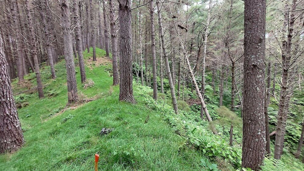 A heavily browsed site in mature pines, Tairāwhiti. Note grass and tree fern dominance on ridges where deer and goats often prefer to camp. Understorey growth is often better in gullies and southerly-facing slopes.